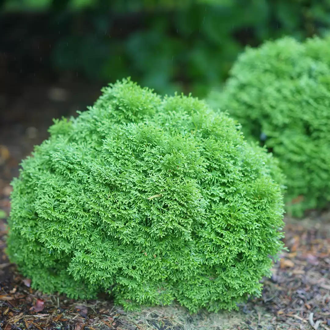 Dwarf globe-shaped Tater Tot arborvitae in a landscape